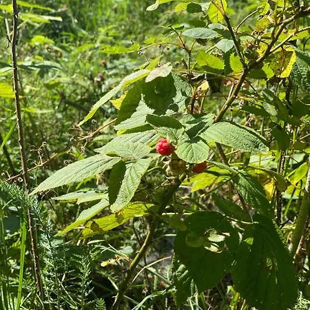 Chaletu Sanmari_forest Ledenice